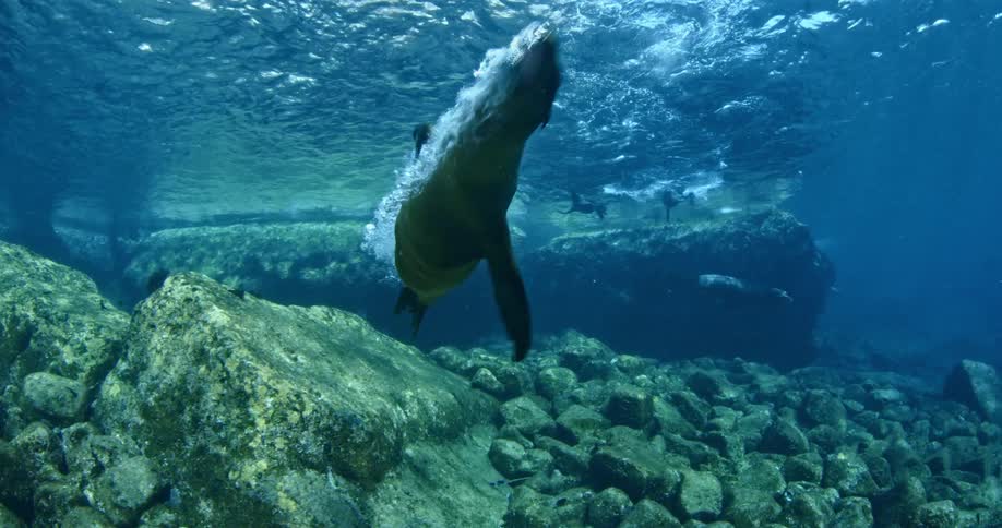 Several seals swim underwater