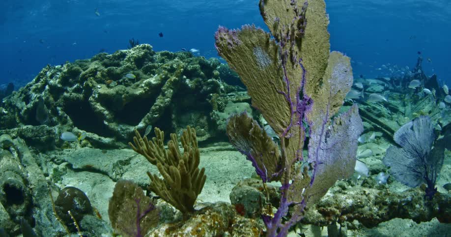Seaweed and fish move underwater