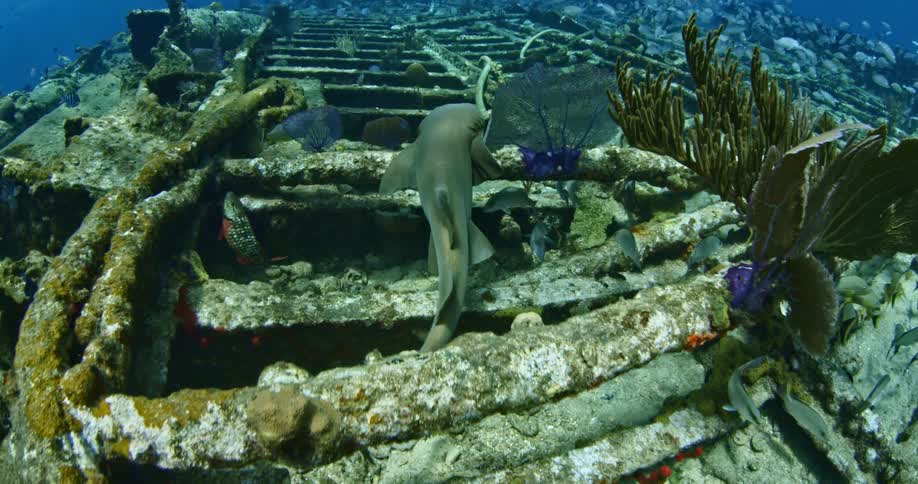 A shark swims along a wreckage underwater