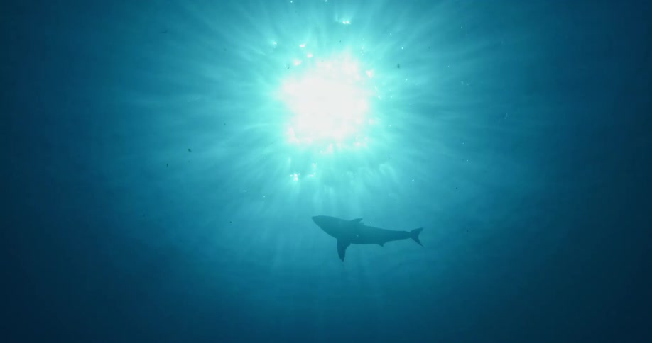 A large shark is swimming in the water above