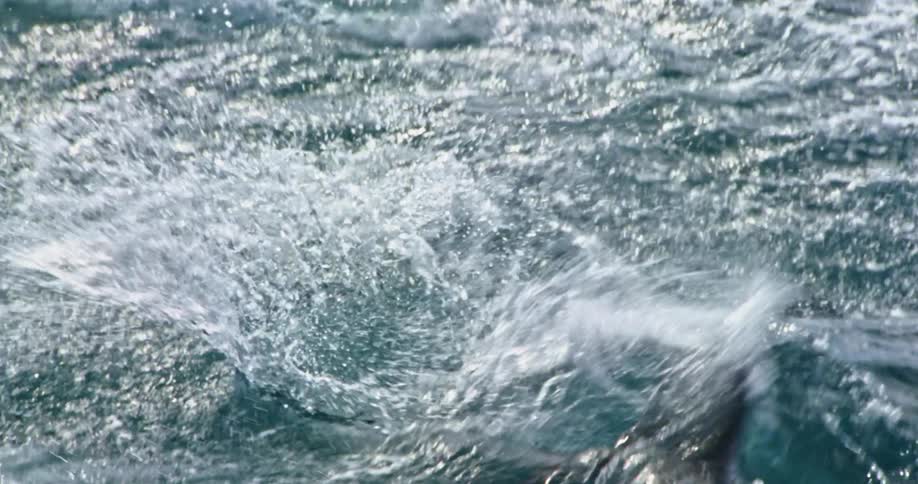 A large fin is swatting above the water below