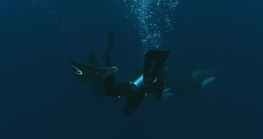 A scuba diver is swimming towards a killer whale