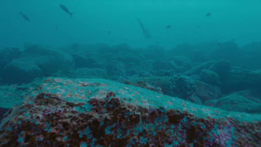 A shark and fishes swimming underwater in the ocean