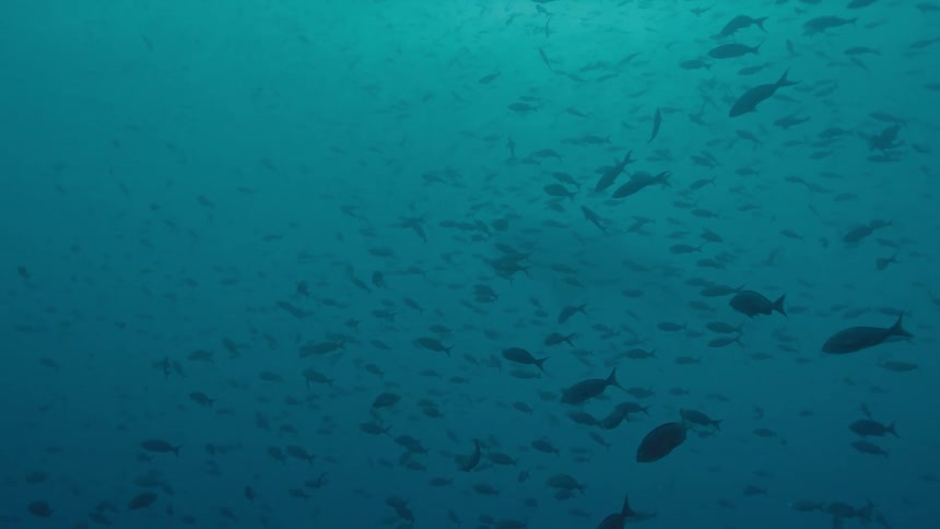 A large school of fish calmly float in the water beneath the ocean surface