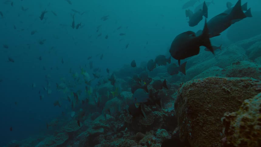 Schools of fish area swimming above an expansive coral reef