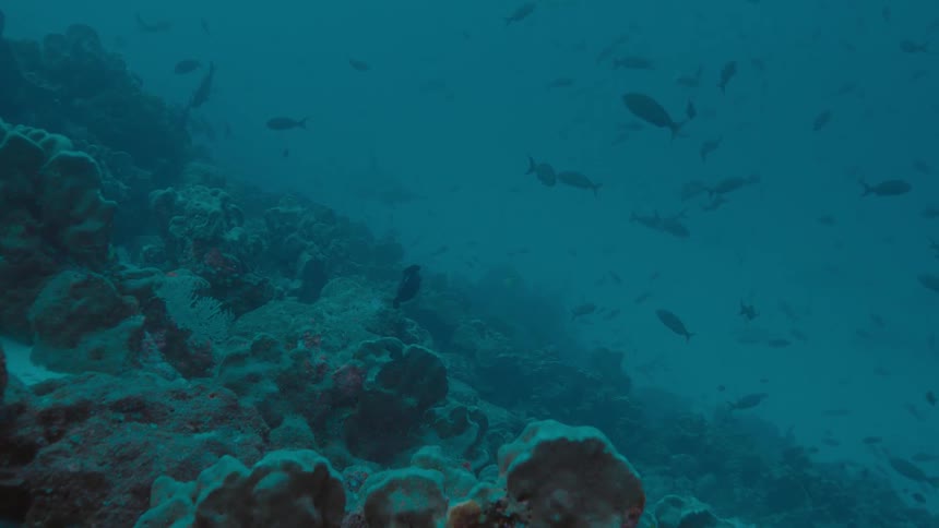 Fishes swimming underwater in the ocean next to a coral reef