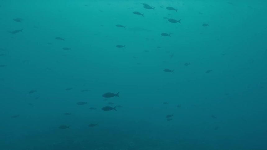 Fishes swimming underwater in the ocean