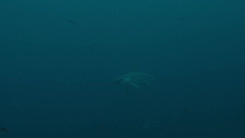 A shark slowly swims through dark water alone