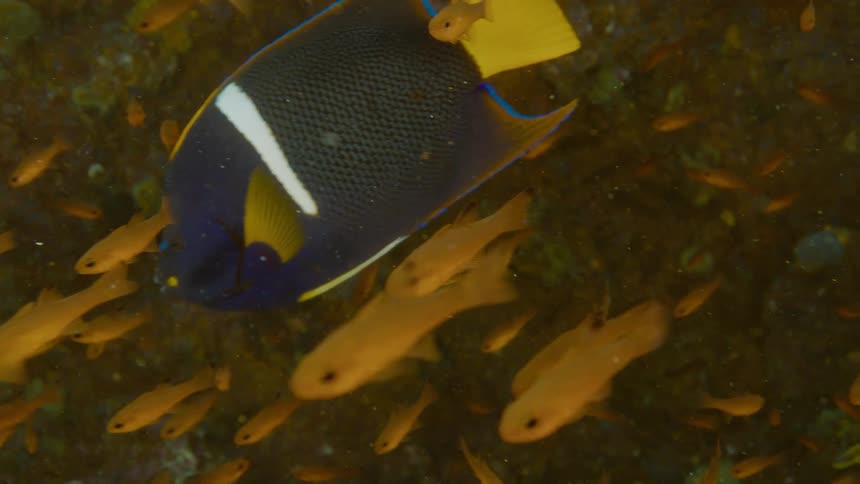 A view of fish swimming under water