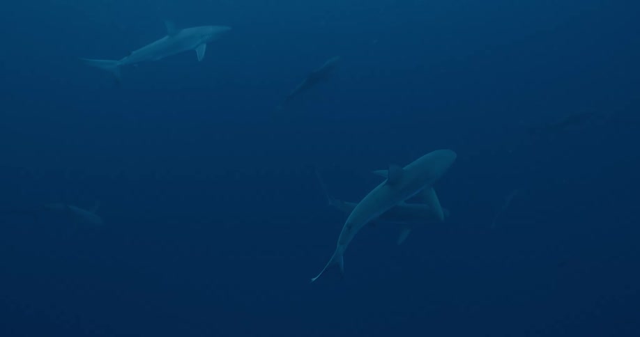 Sharks swimming underwater in the ocean