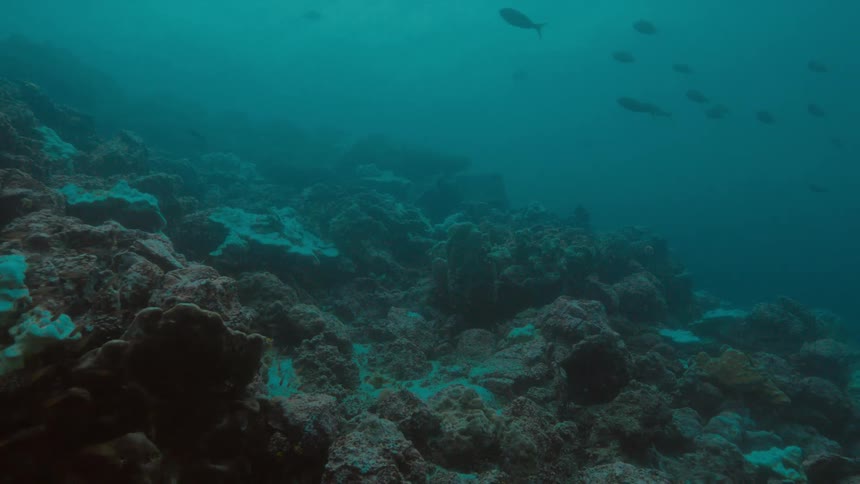 A small group of fish swim in the ocean near an underwater rock formation