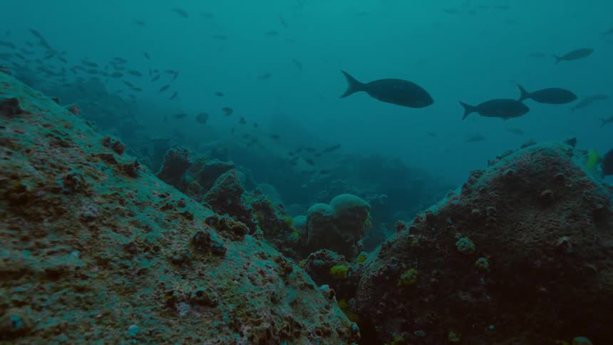 Fish swim near coral on the sea floor during the day