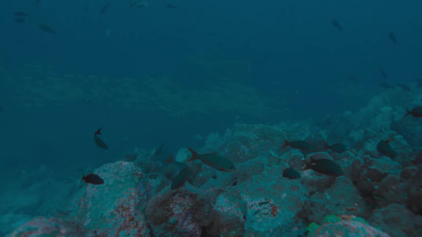Fishes swimming underwater in the ocean