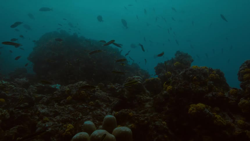 A view of fish swimming in a coral reef