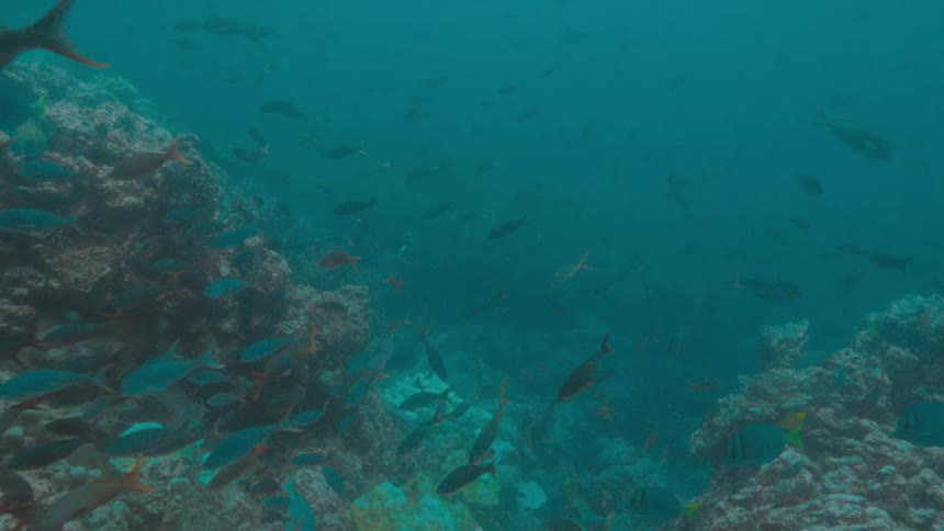 Fish are swimming near coral reef in an ocean