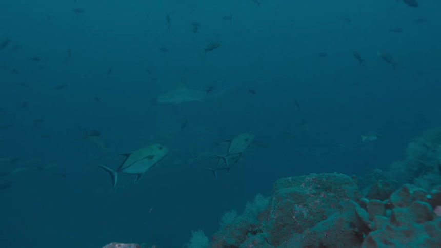 Fishes swimming over a coral reef on the murky blue ocean waters
