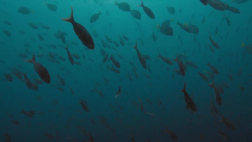 Striped yellow fish and yellow tailed fish are among fish schools swimming in murky water