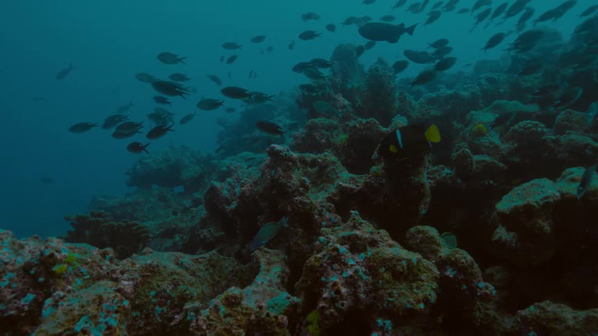 Fishes swimming underwater in the ocean with a coral reef in the background