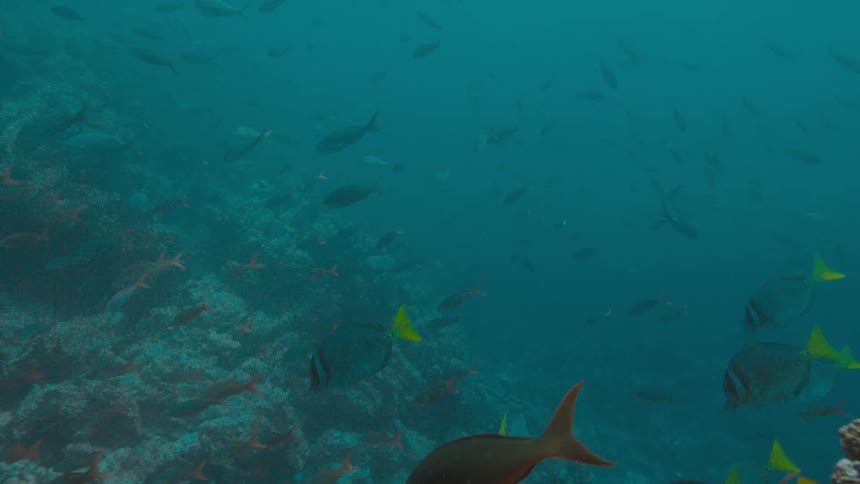 Fish are swimming at the bottom of the ocean
