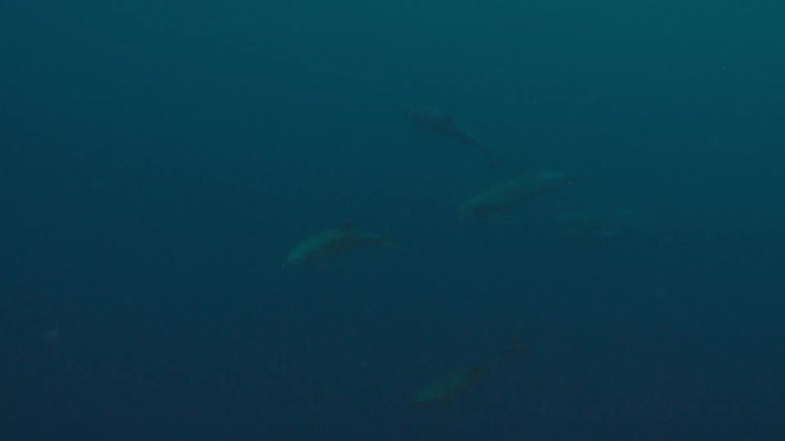 Sharks swim in the ocean water