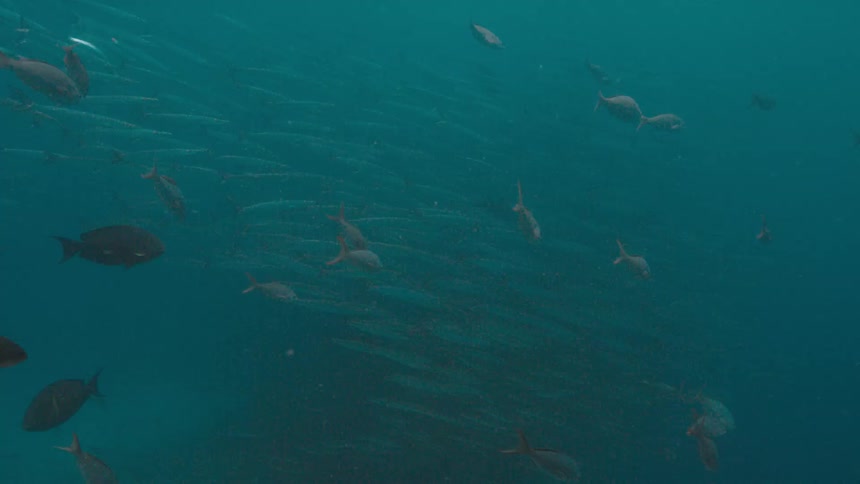 Scattered fish swim as large school of densely packed fish emerges from murky water