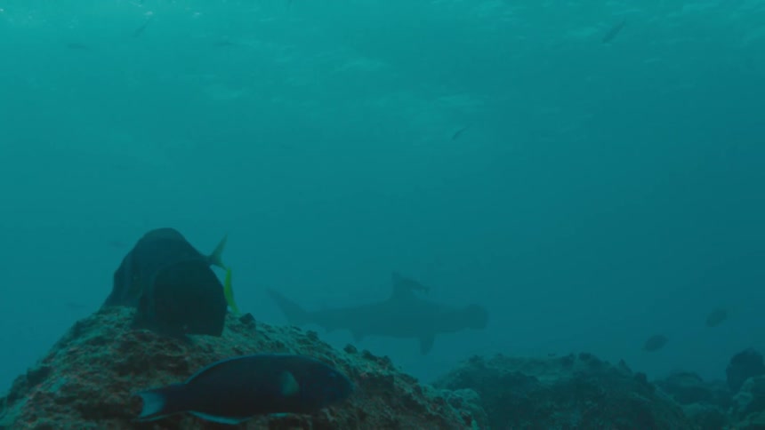 A hammerhead shark can be seen swimming underwater in the distance near a coral reef