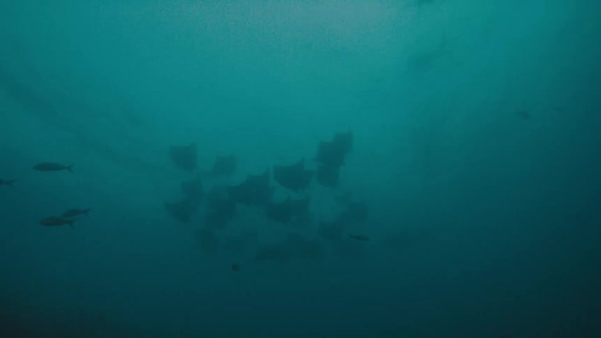 Herd of manta ray