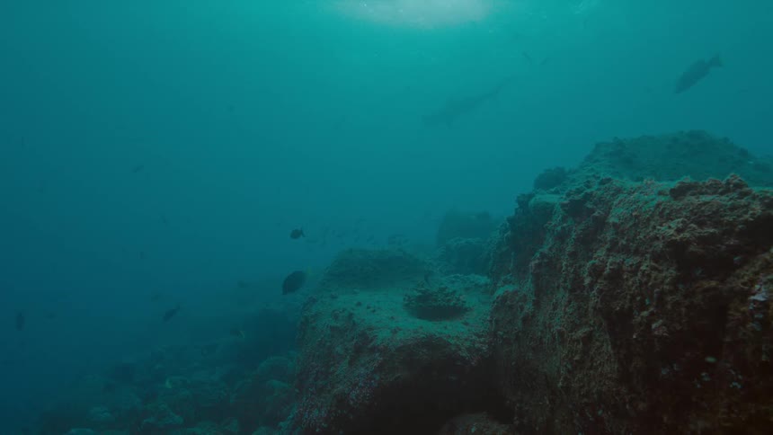Under water footage of fish swimming in the ocean