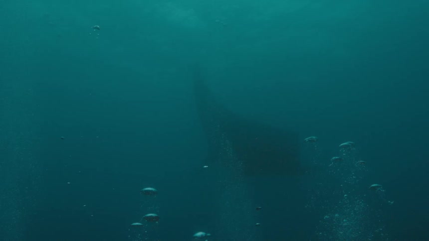 Manta ray swimming