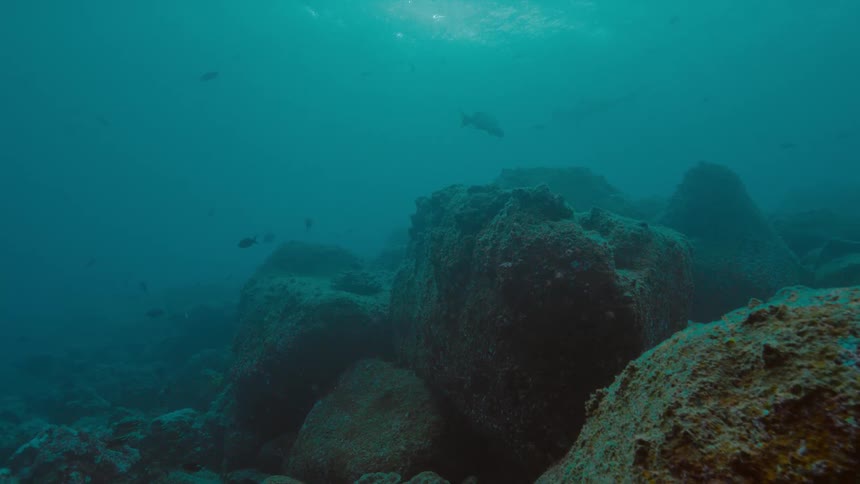 Fish swimming around in a reef in the ocean