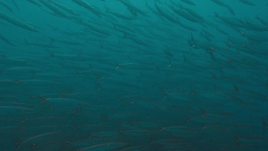 Large school of fish swim in the ocean