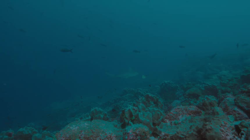 Fishes swimming underwater in the ocean next to a coral reef