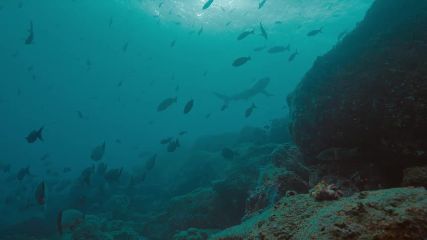 Hundreds of fish of varying sizes swim near the bottom of the ocean