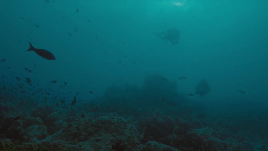 Scuba divers swim in the ocean with fish near the reef