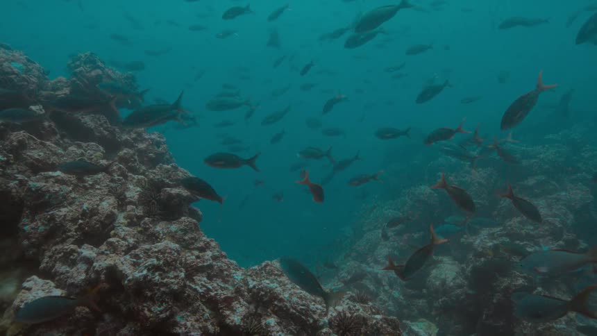 Fishes swimming over a coral reef on the murky blue ocean waters