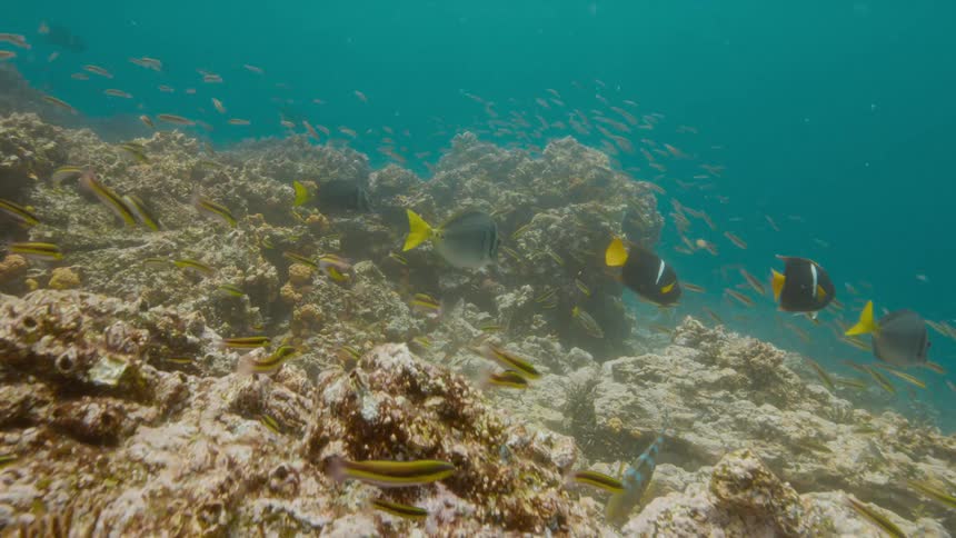 Fishes swimming over a coral reef on the murky blue ocean waters