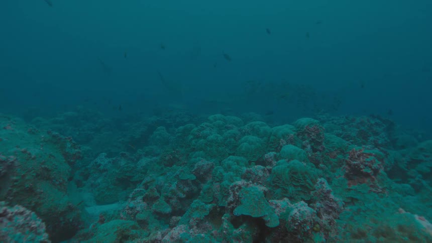 A large number of fish swim through the water near coral on the ocean floor