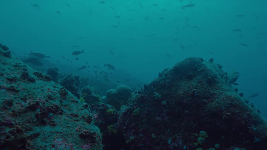 Fish swim through murky blue water near reef