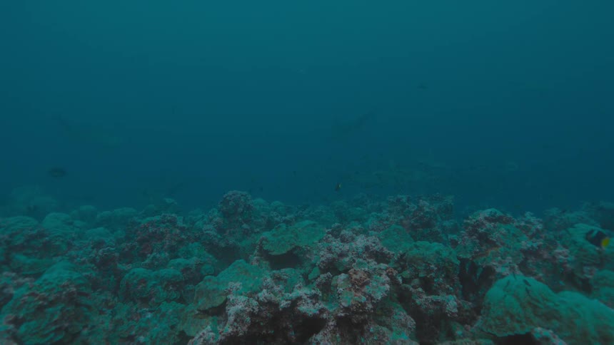 Fish are swimming at the bottom of the ocean