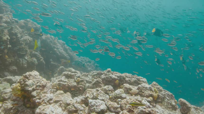 Fishes swimming underwater in the ocean next to a coral reef