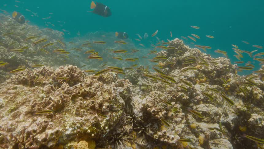 A view of fish swimming in a reef