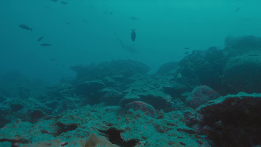 Fishes swimming over a coral reef on the murky blue ocean waters