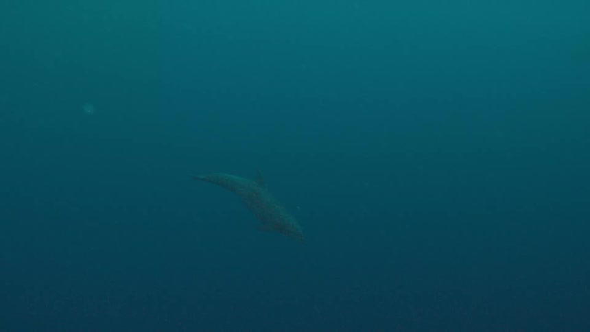 A dolphin slowly swims through dark blue water alone