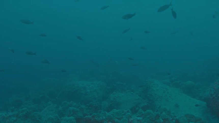 Fishes swimming underwater in the ocean with a coral reef