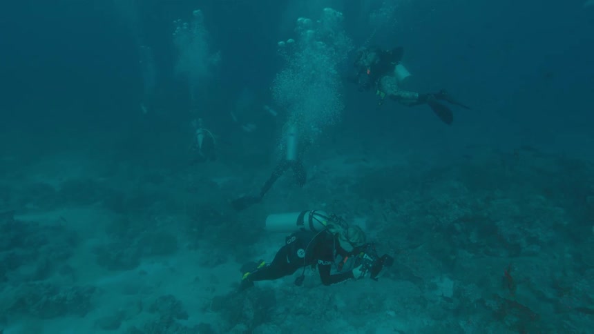 A group of scuba divers swim with the fish in the water