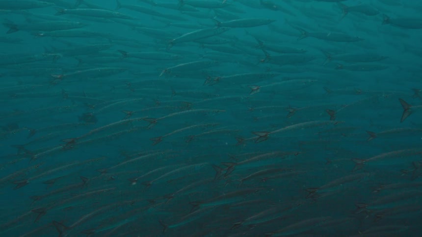 School of fishes