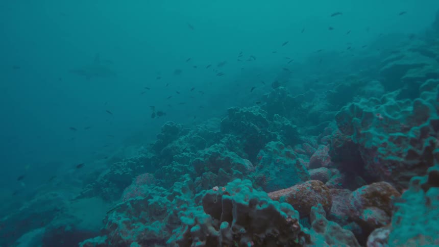 Fish are swimming under water in the ocean
