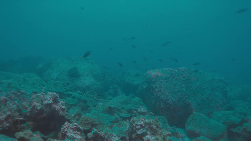 School of fishes