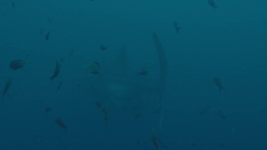 Fish and sharks are swimming in the ocean water