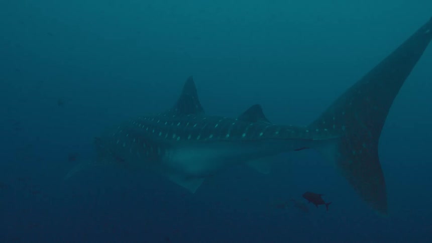 Shark swimming with small fishes on the murky blue ocean waters